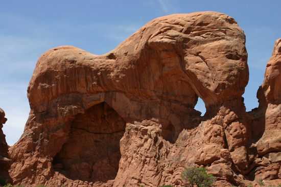 Ein schlanker Elefant