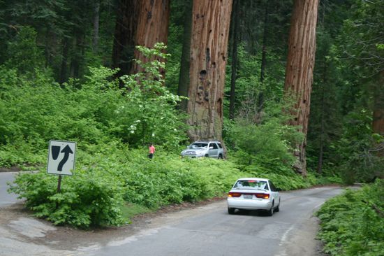 Die 4 Guardsmen (die Autos sind gut für den Größenvergleich)