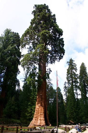 Soooo groß können Bäume werden!
