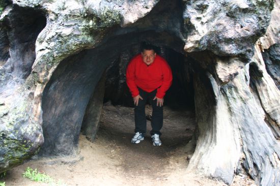 Rüdi in einem anderen ausgebrannten Baum