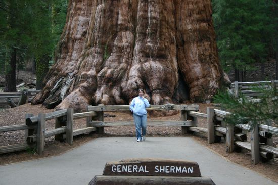 Der General ist der Baum - nur, dass es hier keine Mißverständnisse gibt 