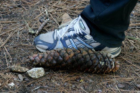 Ein Zapfen des Pine Sugar Tree!