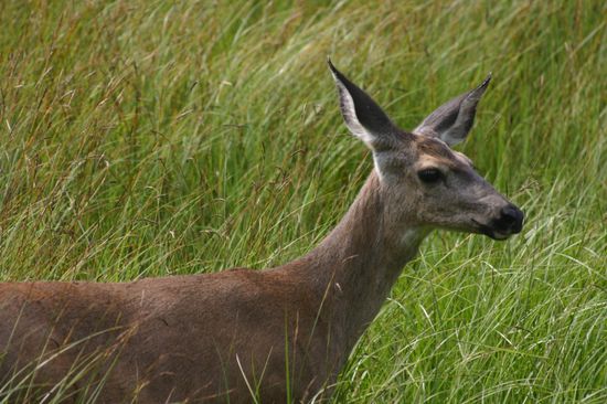 Dieses Deer hat sich unbedingt in den Reisebericht knipsen lassen wollen. Na gut...