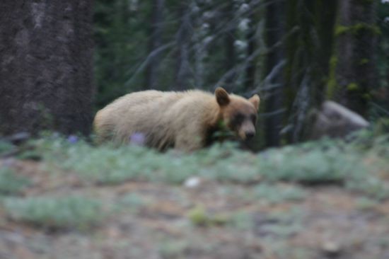 Der große Bär - leider etwas unscharf, aber garantiert: wild!