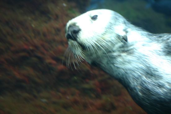 Seeotter unter Wasser - Sind die nicht knuddig?