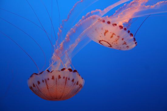 Sinfonie der Quallen