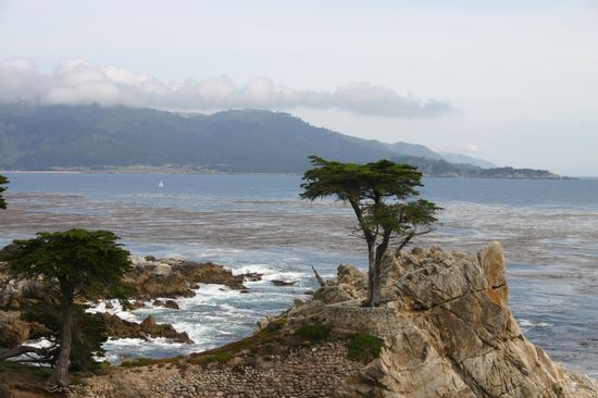 Die "Lone Cypress" - Das Fotomotiv hier