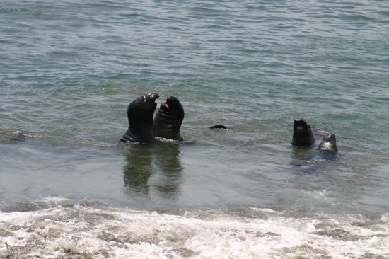 Wenn einem langweilig ist, kann man ja noch im Wasser balgen