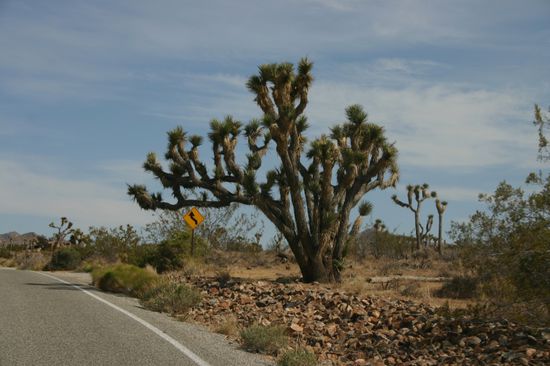 Joshua Tree