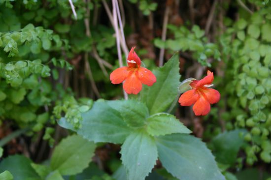 Blumenpracht an den feuchten Felswänden