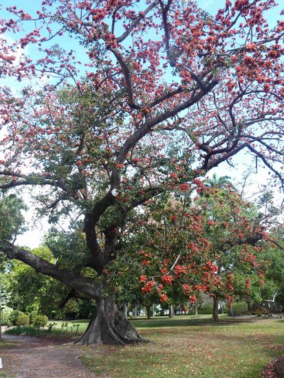 Botanischer Garten in Rockhampton
Red Silk- Cotton Tree