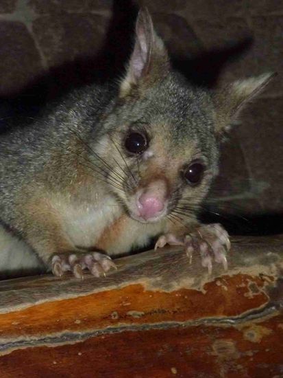 Ein Possum