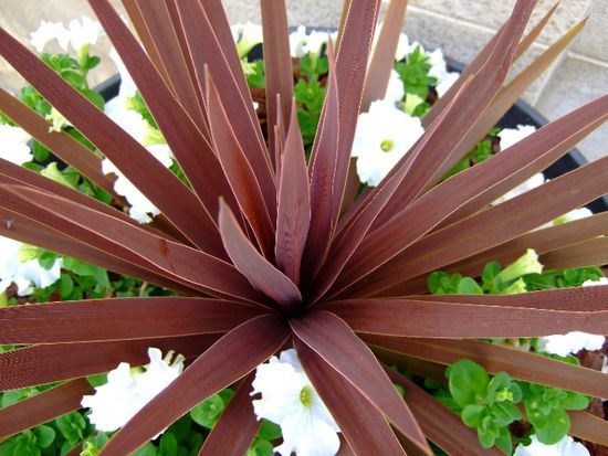 Wunderschöne Blumentröge