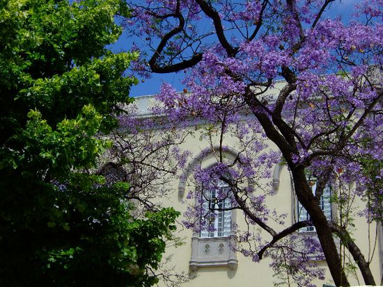 Wunderschön blau blühende Bäume