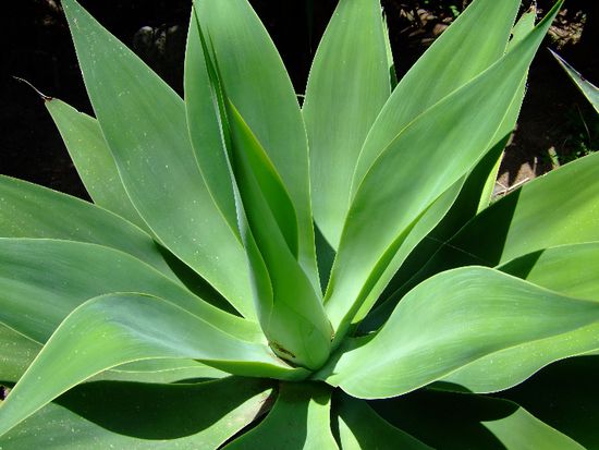 Schöne Pflanzenwelt