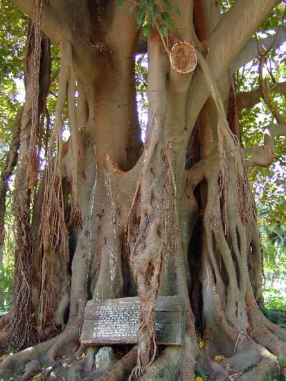 Interessanter Baumwuchs