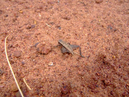 Heuschrecke mit Fluegel an den Beinen!? 