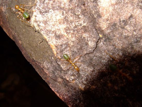 Farbenfrohe AMEISEN (Baeramseln)