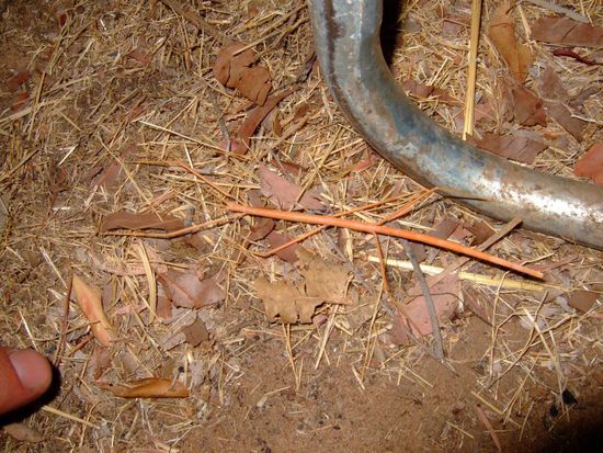 Suchspiel - Wer findet das Tier   