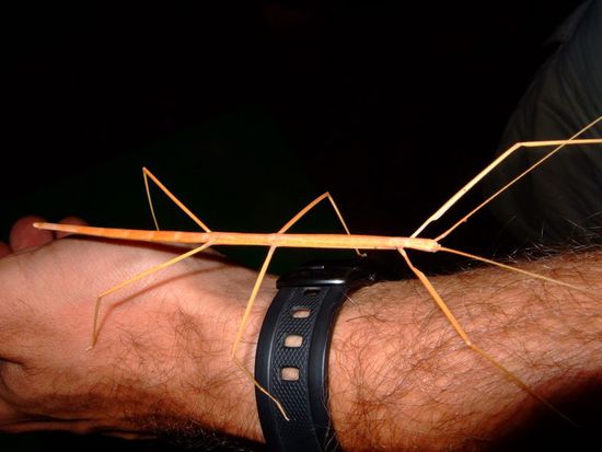 Hier ist nun unser kleines Steckentier  