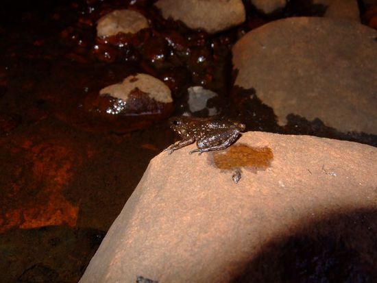 Frosch beim Abkuehlen