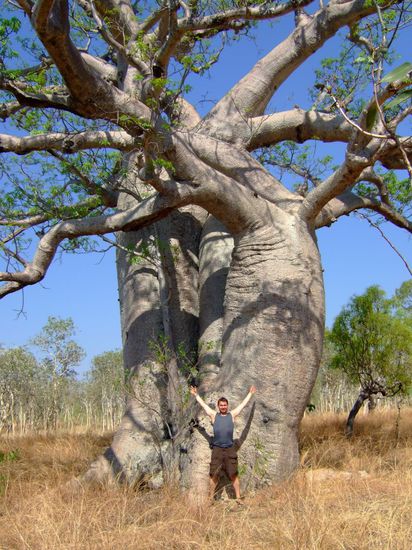 Ein etwas groesserer BOAB TREE