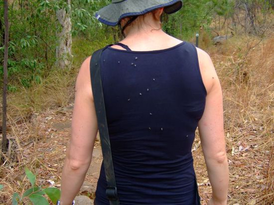 Fliegen werden zu Pest   