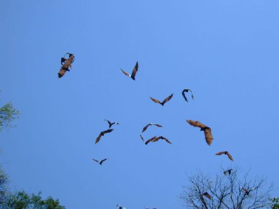 Flying Wolfes od. Foxses je nach Gebiet