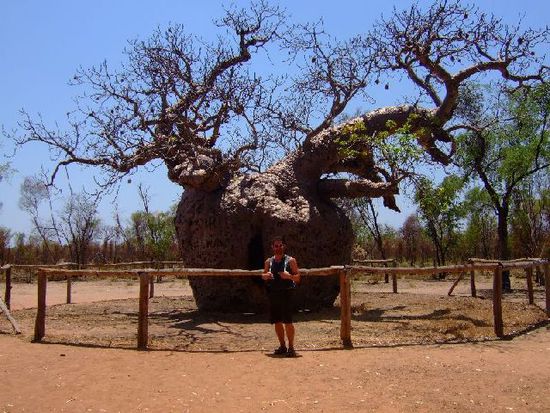 BOABTREE
