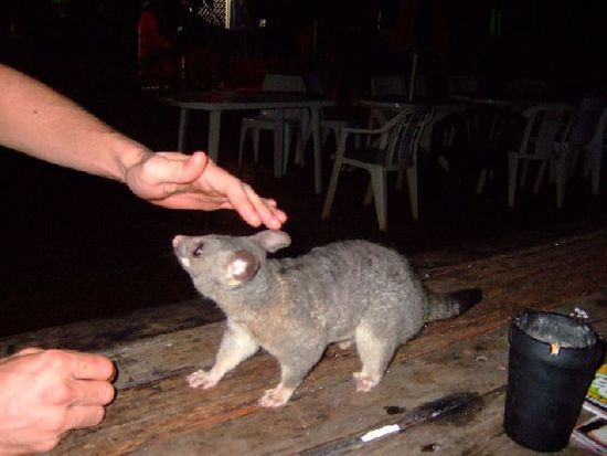 OPOSSUM