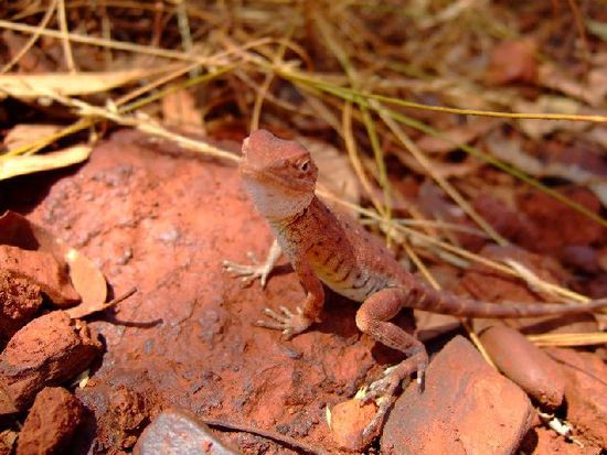Kleiner LIZARD beim Posen!