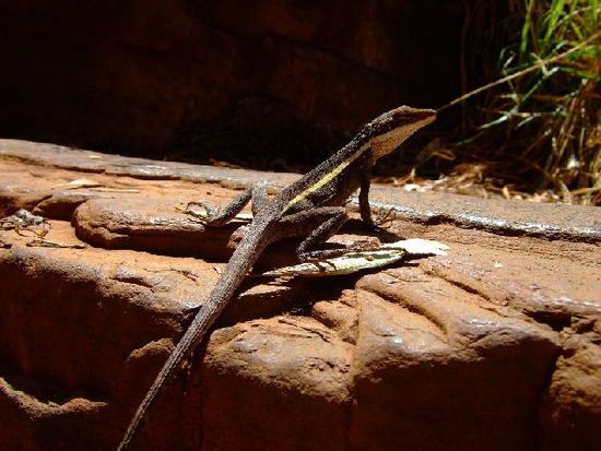 Ein weiterer LIZARD beim Posen