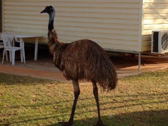 Wunderfitziger EMU