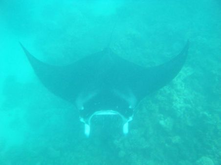 MANTA RAY