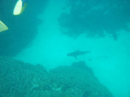 SHARK