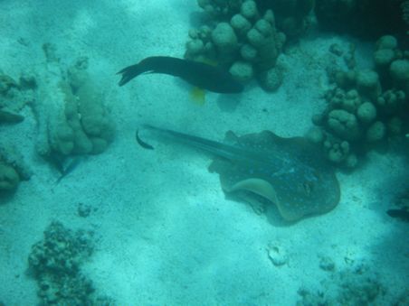 Bezaubernde Unterwasserwelt