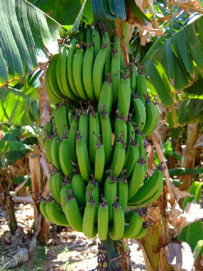 Bananen wachsen der SONNE entgegen