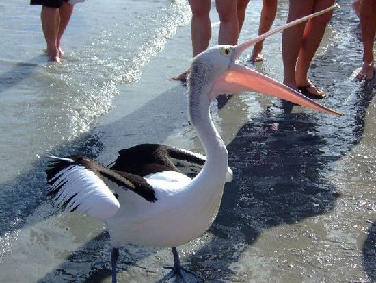 Auch er wollte beachtet werden .....
