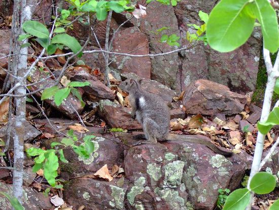 Finde das ROCK WALLABY