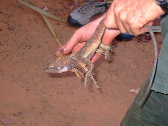THRILLED LIZARD