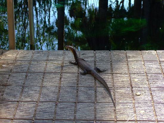 LIZARD beim Sonnenbaden