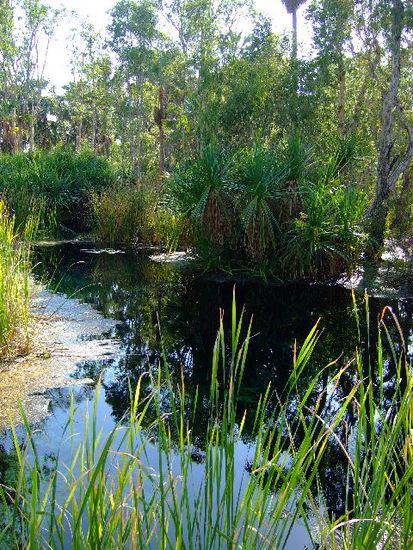BITTER SPRINGS
