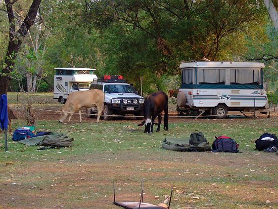 Kuehe auf dem Campingplatz