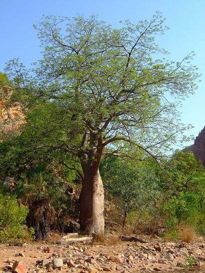 BOAB TREE