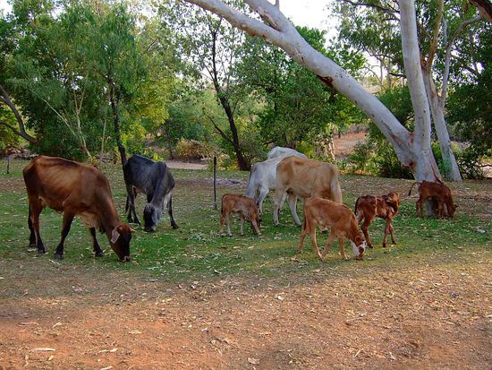 Weckkollonne mit Klinelton  -  Muuuuuuuh!!! 