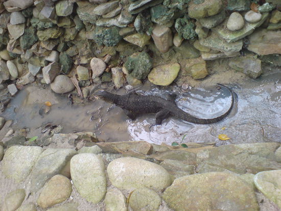 Besuch aus dem Regenwald: 2m langer Waran, er war so langsam wie eine Schnecke, er brauchte 10min. um sich wieder in die andere Richtung zu drehen!