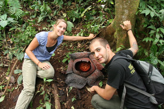 Rafflesia, schon fast verblueht.