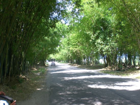 Bamboo Avenue