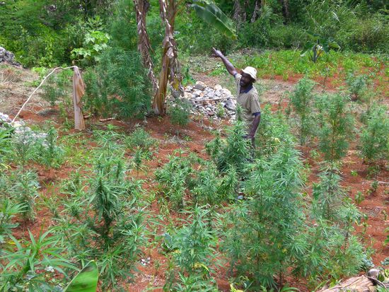 Na da wächst doch schon was...