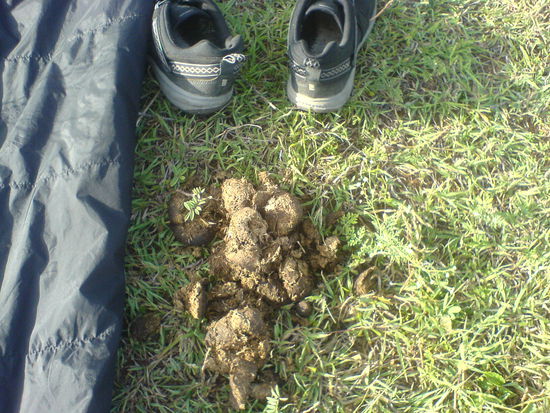 Eigentlich hatten wir die Wiese ja in der Nacht noch ausgiebig untersucht...